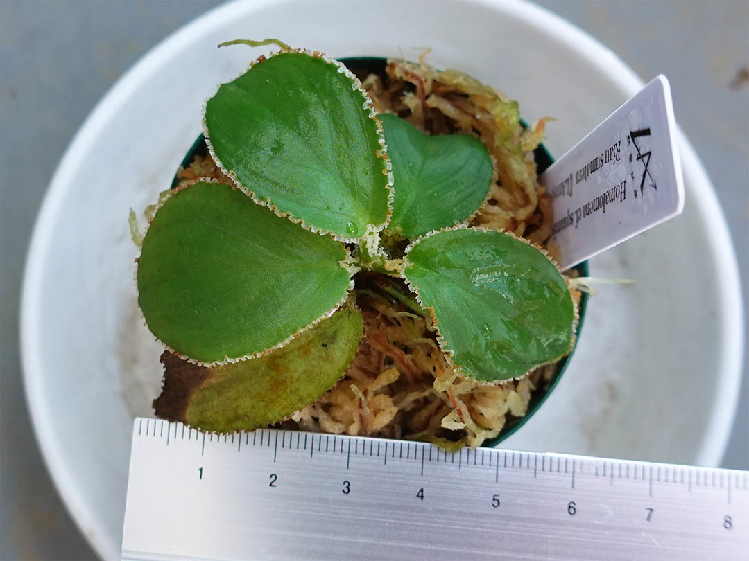 ホマロメナ Homalomena cf. squamis-draconis Riau Sumatera 【LA1119