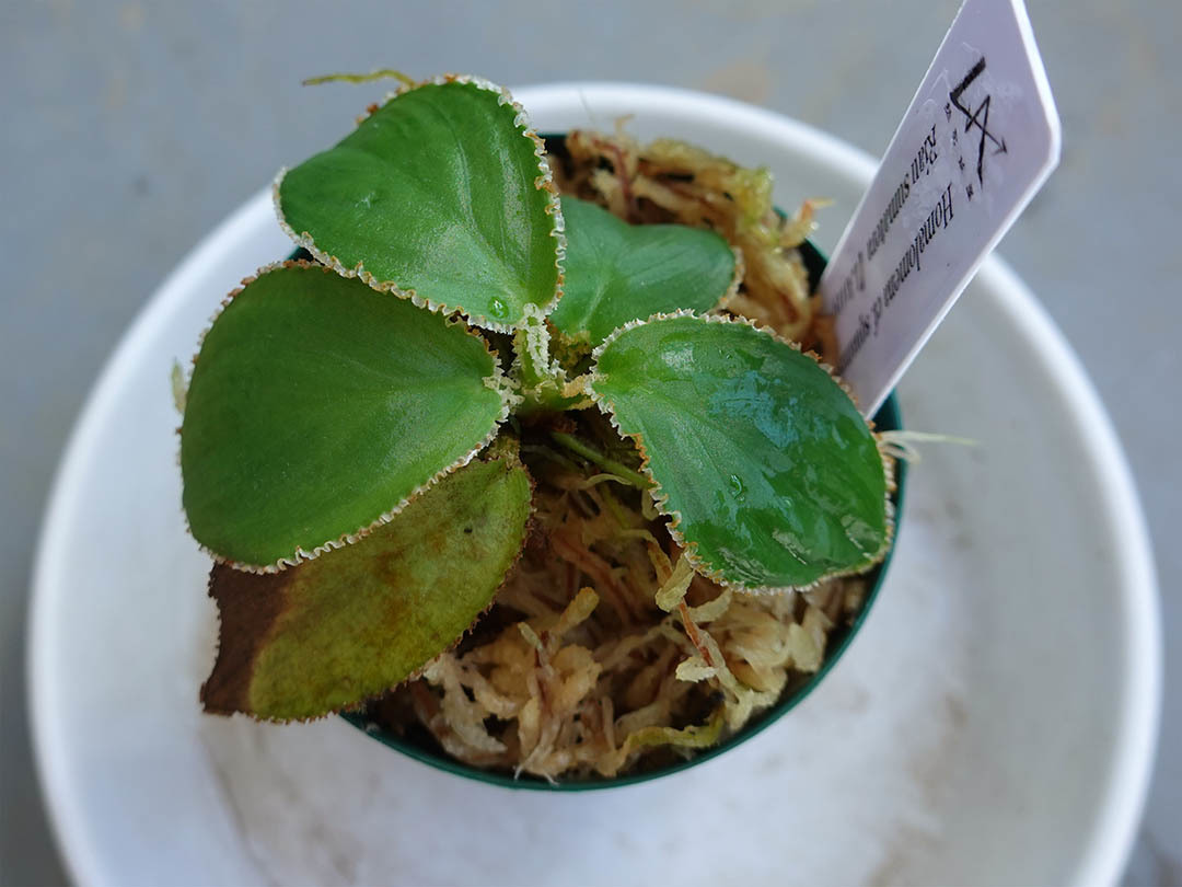 ホマロメナ Homalomena cf. squamis-draconis Riau Sumatera 【LA1119