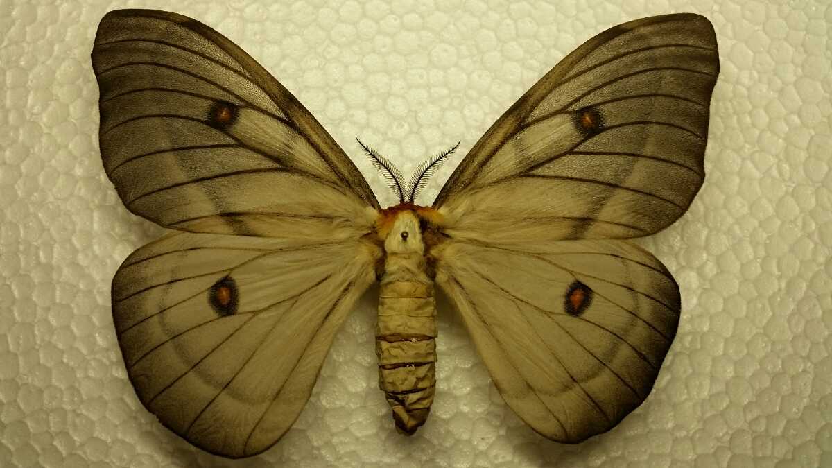 アポロヤママユ 約12cm ♀ マダカスカル産 蛾 標本 ヤママユ