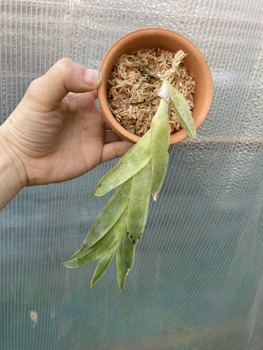 Epidendrum Vesicatum 下垂する白い珍妙エピデン 原種洋蘭 洋ラン エピデンドラム の落札情報詳細 ヤフオク落札価格情報 オークフリー スマートフォン版