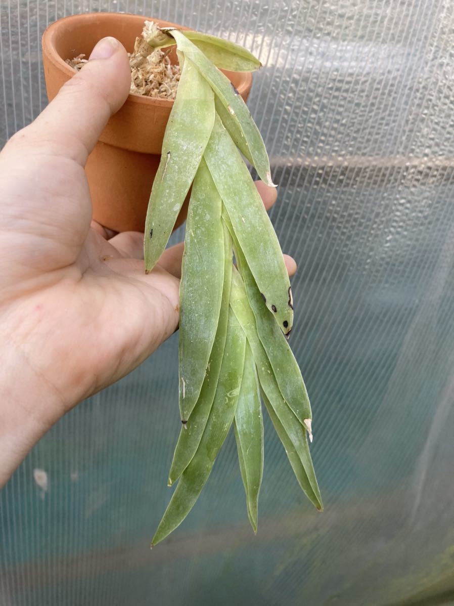 Epidendrum Vesicatum 下垂する白い珍妙エピデン 原種洋蘭 洋ラン エピデンドラム の落札情報詳細 ヤフオク落札価格情報 オークフリー スマートフォン版