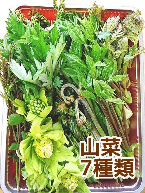新品 ぎっしり 山菜7種類セット コシアブラ タラの芽 ふきのとう こごみ ヨモギ 木の芽 ワラビ たらの芽 新潟県産 天然物 の落札情報詳細 ヤフオク落札価格情報 オークフリー スマートフォン版