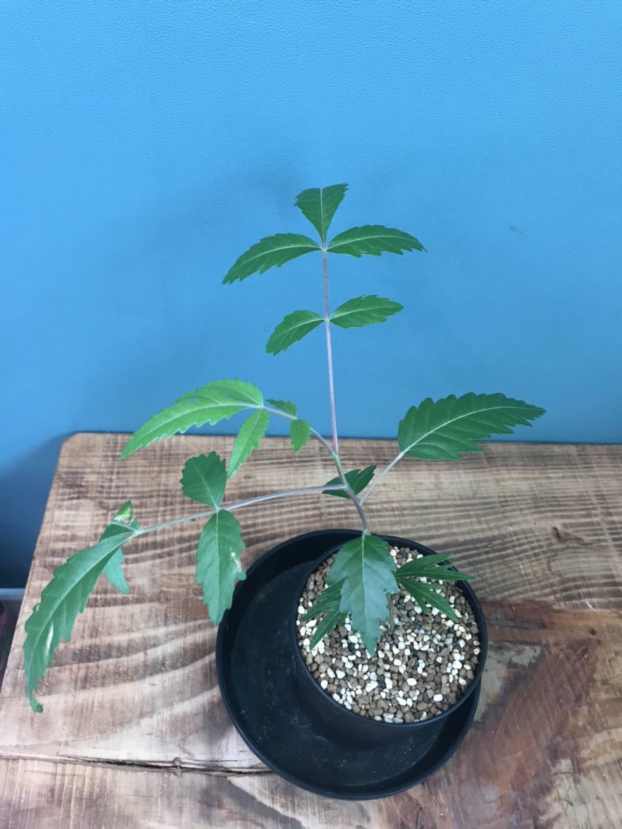 ボスウェリア・セラータ　輸入種子100粒 Boswellia