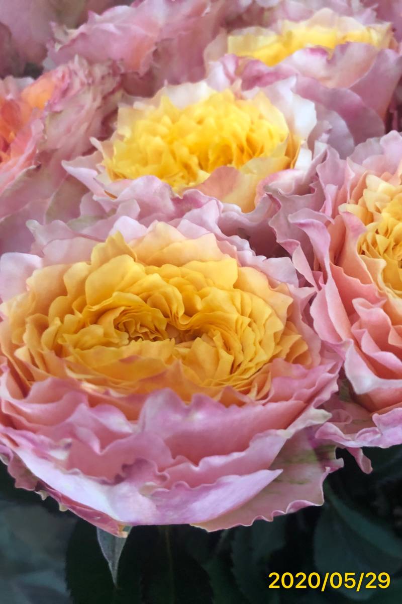 切り花品種 シャインオン ティー微香 バラ 波状弁平咲でフリル 挿し木苗 の落札情報詳細 ヤフオク落札価格情報 オークフリー スマートフォン版