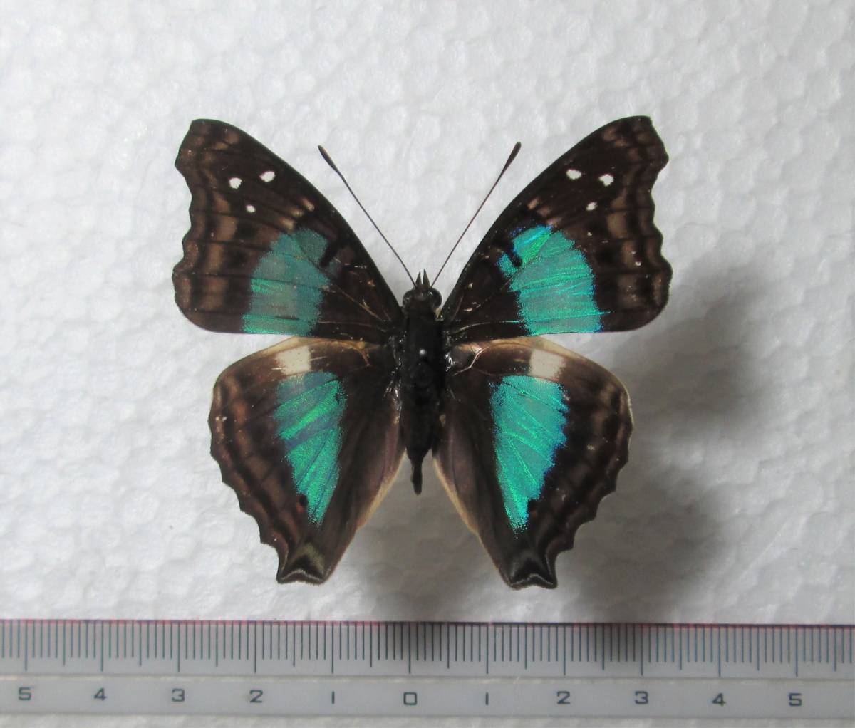 ➀極希少 丸鷹 リトルスチンカー バルサキット 激レア 絶版