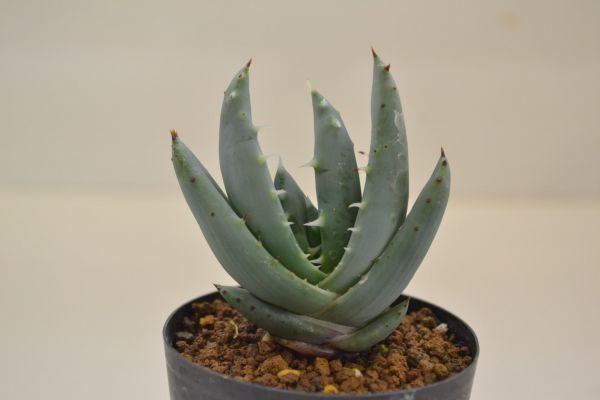 アロエ ペグレラエ Aloe Peglerae の落札情報詳細 ヤフオク落札価格情報 オークフリー スマートフォン版