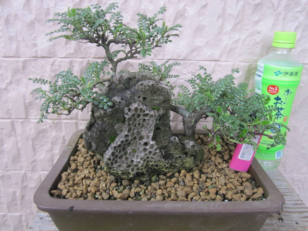 新品】磯山椒 天梅 小品盆栽 耐寒性 サンゴ石がユニーク 鹿児島県奄美