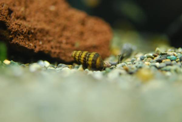 新品 即決 スネール駆除に キラースネール ４匹 同梱包ｏｋ ホテイ草に付く貝の駆除 睡蓮鉢で増える貝の駆除 の落札情報詳細 ヤフオク落札価格情報 オークフリー スマートフォン版