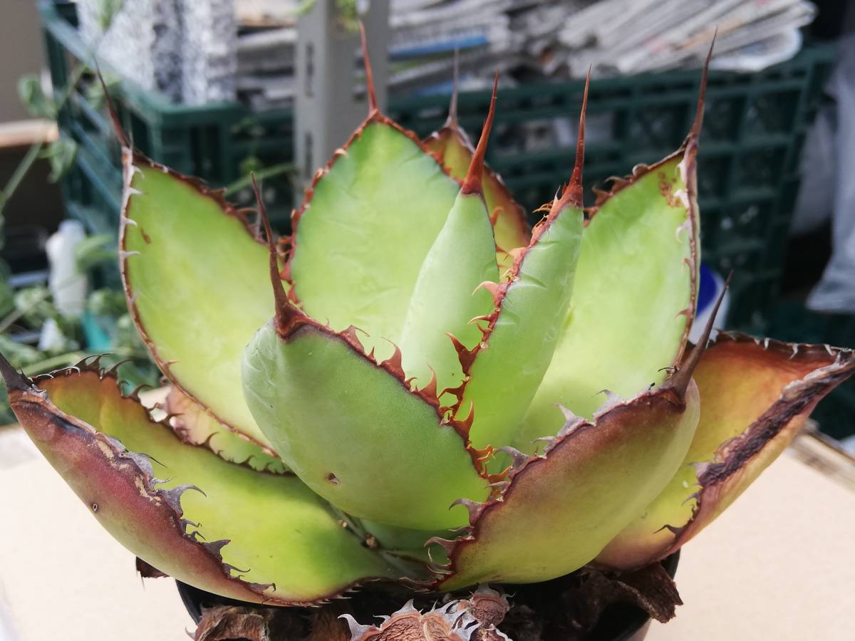アガベ - Yahoo!オークション Agave 「アガベ bovicornuta