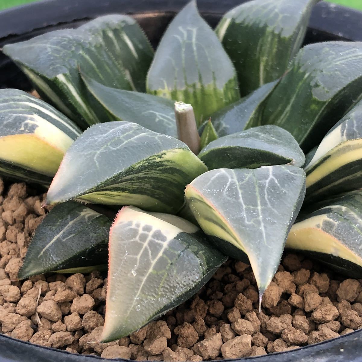 格安，高品質 ハオルチア クーペリー錦 火焔鳥（火焔山×赤い鳥）カキ仔