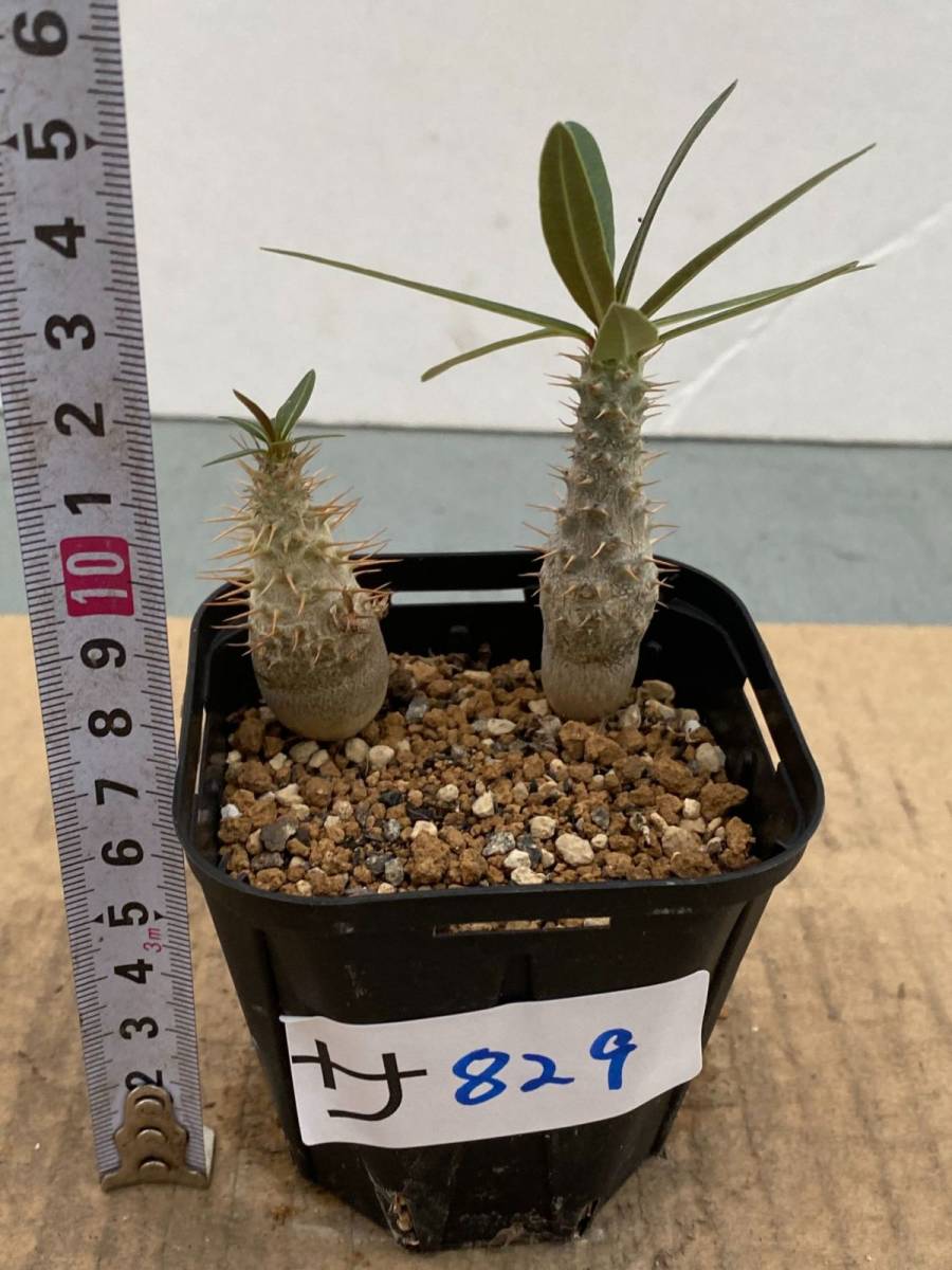 新品 サ9 塊根植物 実生 パキポディウム グラキリス 2株セット 種から発芽 細葉タイプ 有望株 コーデックス Pachypodium の落札情報詳細 ヤフオク落札価格情報 オークフリー スマートフォン版