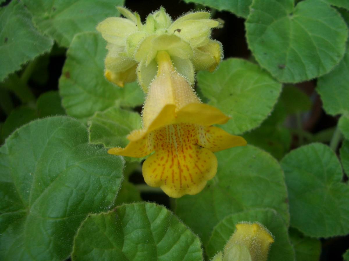 新品 食虫植物 イビセラ ルテア の落札情報詳細 ヤフオク落札価格情報 オークフリー スマートフォン版