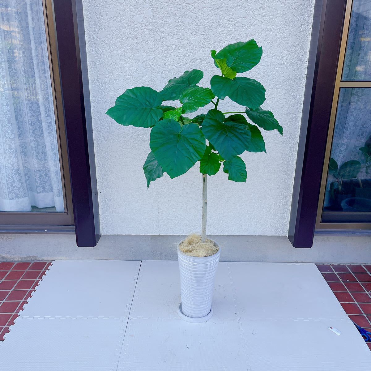 値下げ中 ウンベラータ 135 美形 鉢付き 最高級 の落札情報詳細 ヤフオク落札価格情報 オークフリー スマートフォン版