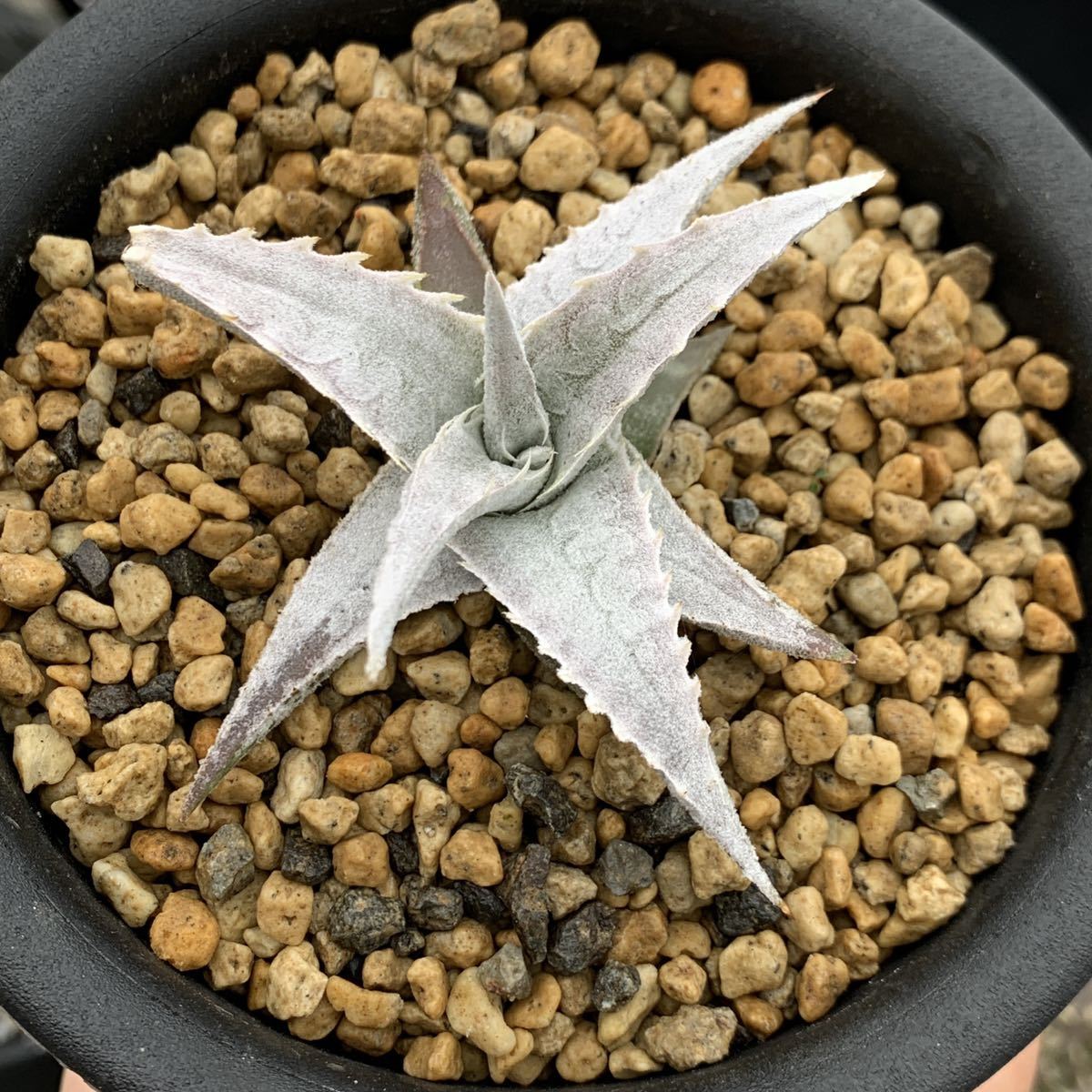 Yahoo!オークション - Encholirium pedicellatum エンコリリウム