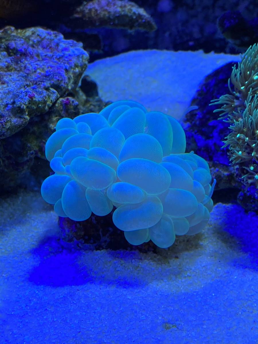 スターポリプ バブルコーラル チヂミトサカ サンゴ3点セット ソフトコーラル ハードコーラル の落札情報詳細 ヤフオク落札価格情報 オークフリー スマートフォン版