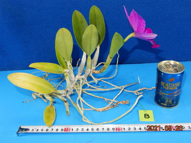 ミニカトレア 根ほぐし株B》 着生ラン:洋ラン:洋蘭:山野草 の落札情報詳細| ヤフオク落札価格情報 オークフリー・スマートフォン版 ミニカトレア 根ほぐし株B》 着生ラン:洋ラン:洋蘭:山野草 の落札情報詳細| ヤフオク落札価格情報 オークフリー・スマートフォン版