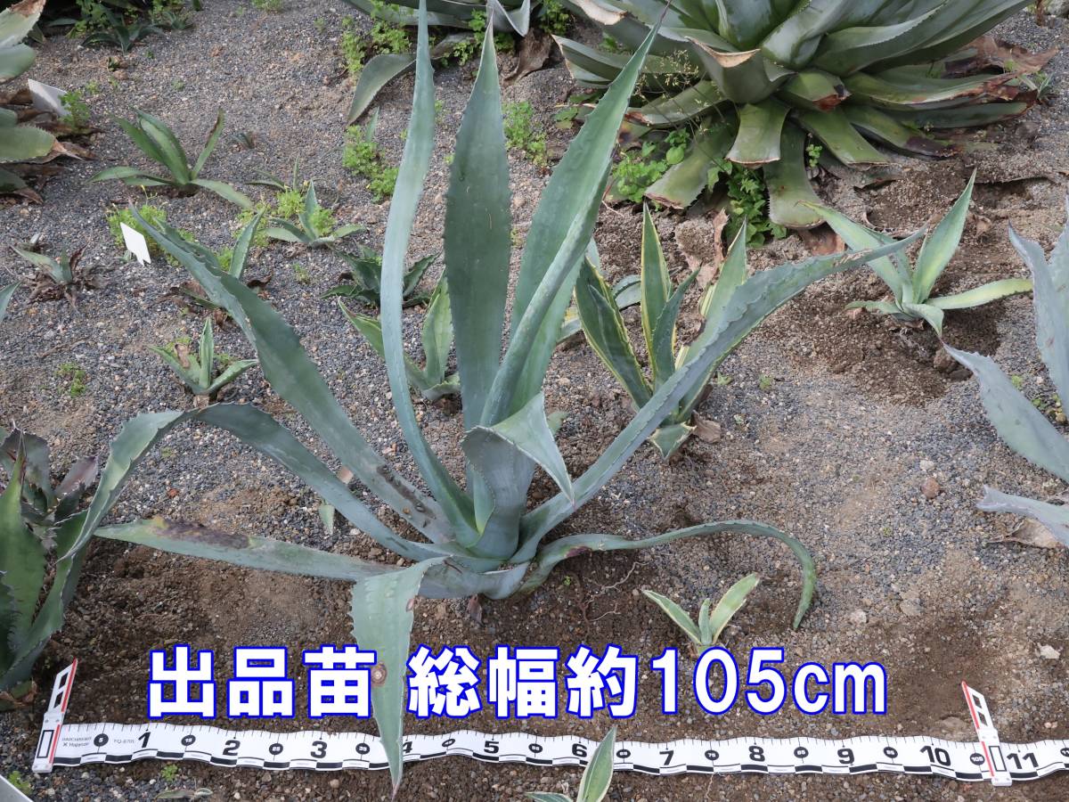 大型アガベ マピサガ リサ 特大カキ仔80cmオーバー 抜き苗発送送料込み