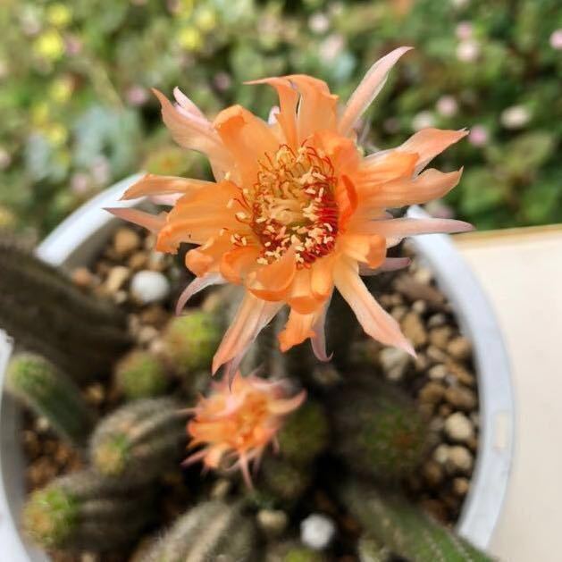 多肉植物 カマエケレウス 白檀交配種 オレンジ花 カット苗 カマエロビビア サボテン 乱花 乱華 の落札情報詳細 ヤフオク落札価格情報 オークフリー スマートフォン版