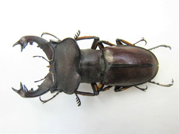 標本】新種 モーミヤマクワガタ（四川省南部Huidong）♂26.4ミリ