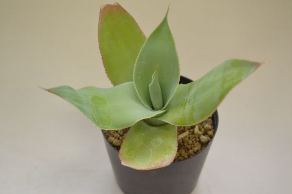アガベ ジプシコラ AGAVE gypsicolaの落札情報詳細 - Yahoo