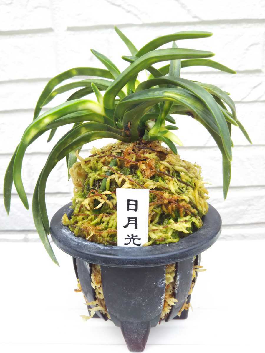 富貴蘭「歓喜天」☆天葉は雪白の中透けで後に暗む 下葉には紺