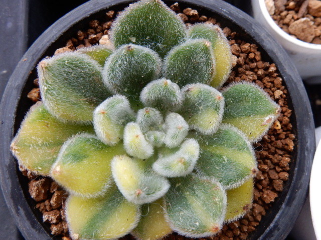 新品】☆多肉植物☆ 王妃金砂黄錦大苗（スペシャル斑）☆エケベリア 