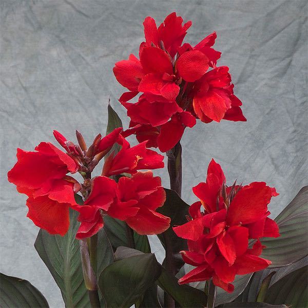 カンナ わい性 ブロンズスカーレット 花の苗 の落札情報詳細 ヤフオク落札価格情報 オークフリー スマートフォン版