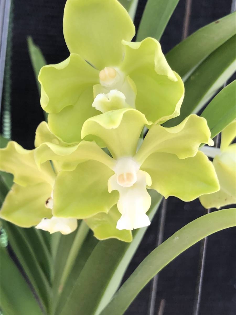 洋蘭 バンダ V Hybrids Jairak Thai Green 50 11 の落札情報詳細 ヤフオク落札価格情報 オークフリー スマートフォン版