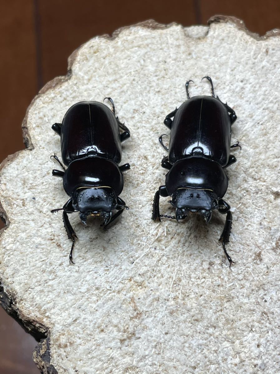 ウォードコクワガタ 幼虫3匹 dorcus wardi ウォードコクワ