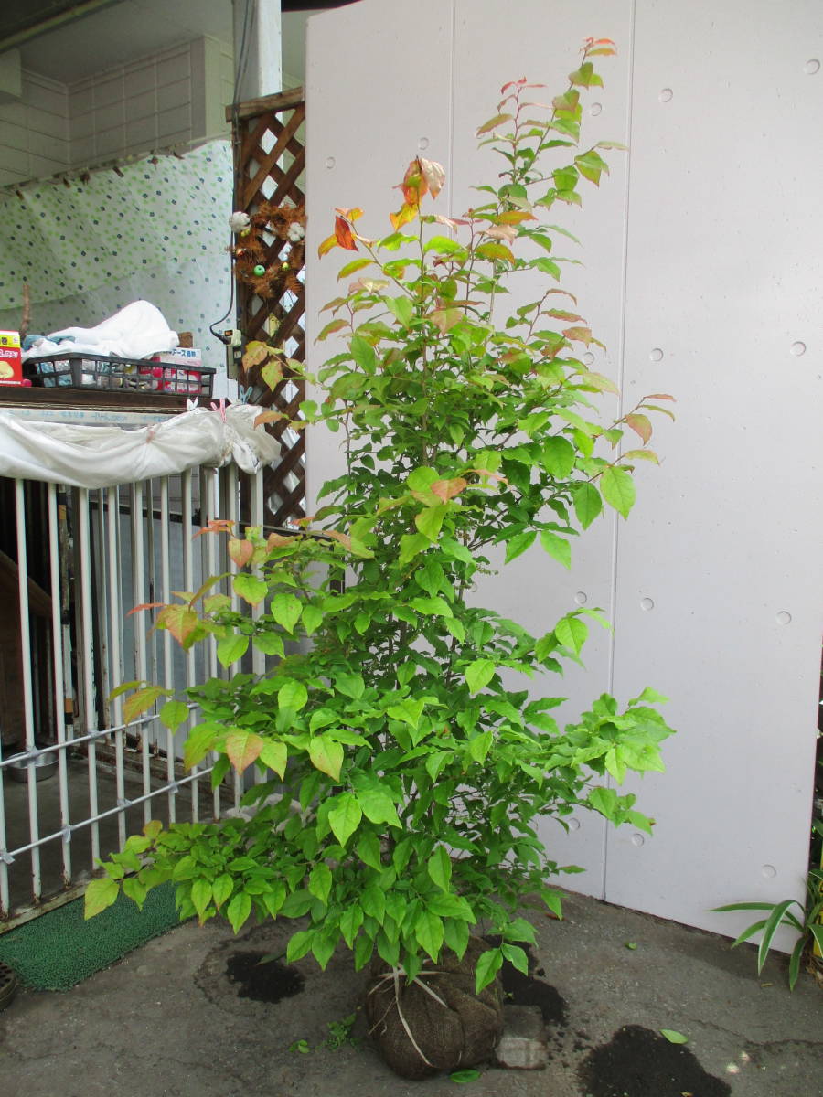 寒蘭☆ 矮鶏 銘品「日向王」花芽付き 上木株立ち 宮崎県産 春蘭☆寒蘭