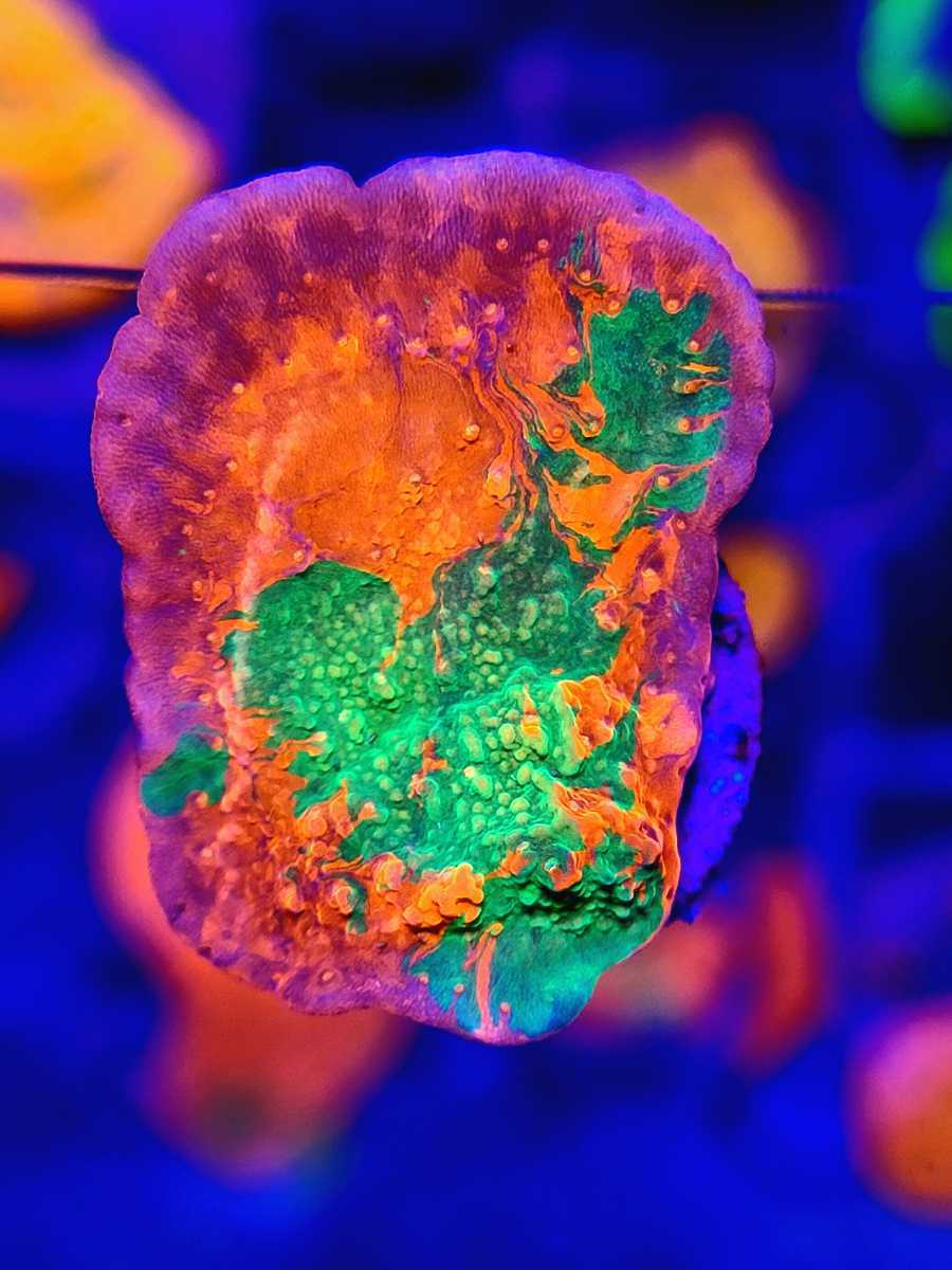 新品】コモンサンゴ レア【grafted cap montipora】サンゴ 新品】コモンサンゴ レア【grafted cap montipora】サンゴ