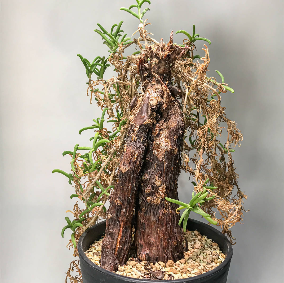 塊根植物】メストクレマ ツベローサム 1'【多分発根・コーデックス