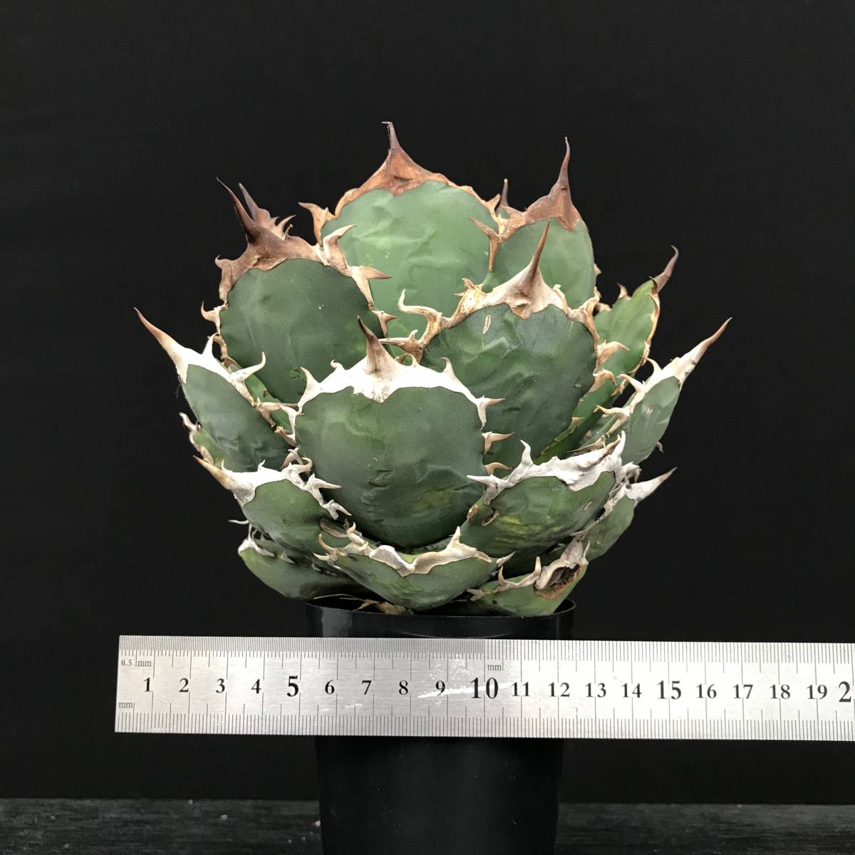 Agave titanota アガベ チタノタ 金剛狼 子株 発根済