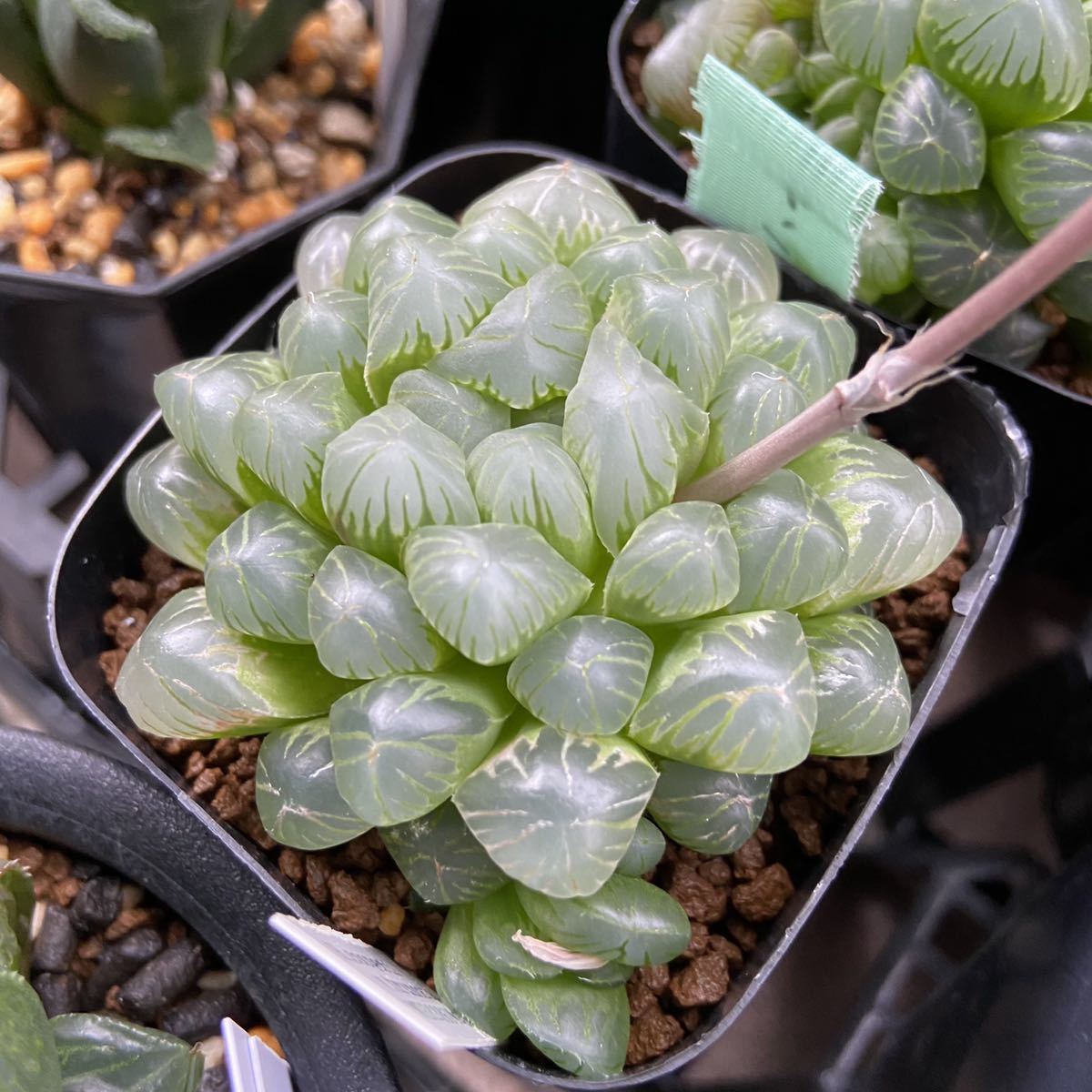 種 多肉植物 ハオルチア オブツーサ トゥルンカータ 種子 粒 ハオルシア の落札情報詳細 ヤフオク落札価格情報 オークフリー スマートフォン版