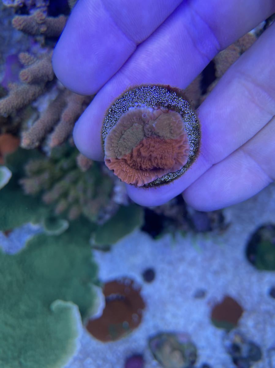 3.グラフテッドモンティポラ graphtedmontipora（フラグ）