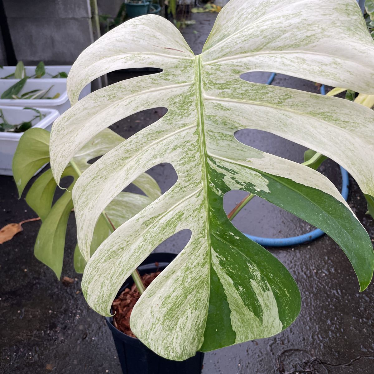 No.07/-TGK-/Monstera deliciosa mintvariegata Brazilian form