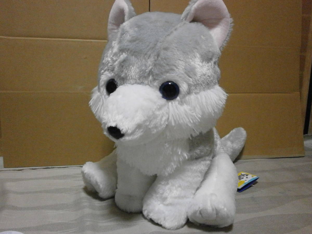 【男前インテリア】ハイイロオオカミ　コヨーテ　狼　毛皮　ラグ　大判【稀少】 grey-wolf-7798307_640.jpg