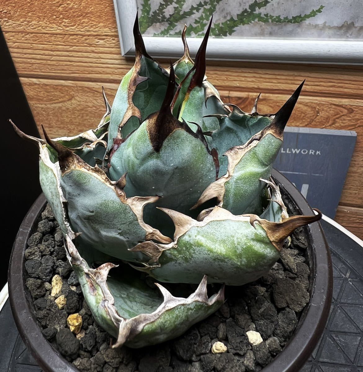 超大美株】アガベ チタノタ ボール株 発根済み 未使用】美株☆ アガベ