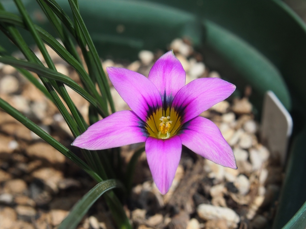 エクシミア ファーマライズ リーフレット