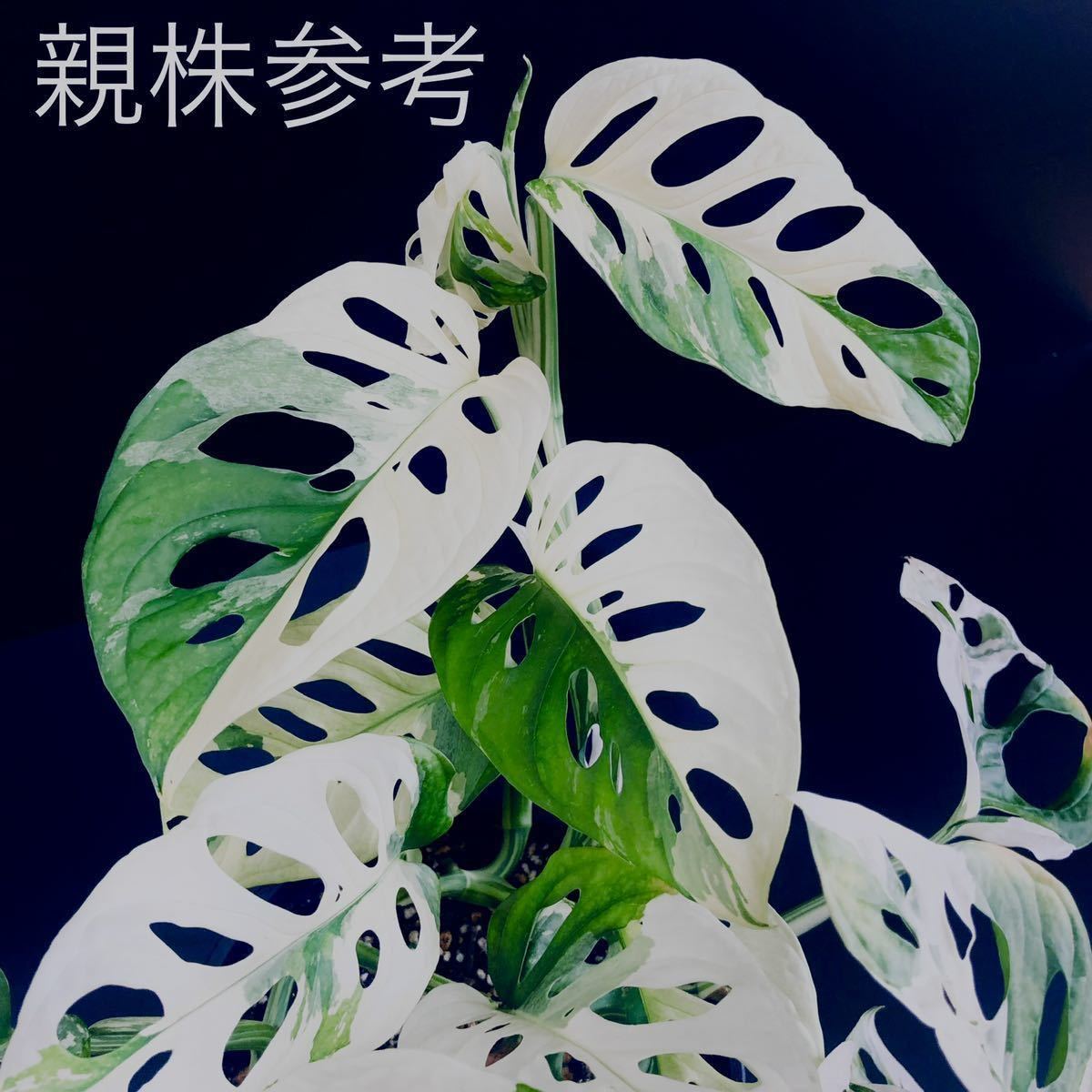 KhK-16》【ラニアタフルミント】Monstera adansonii var. laniata