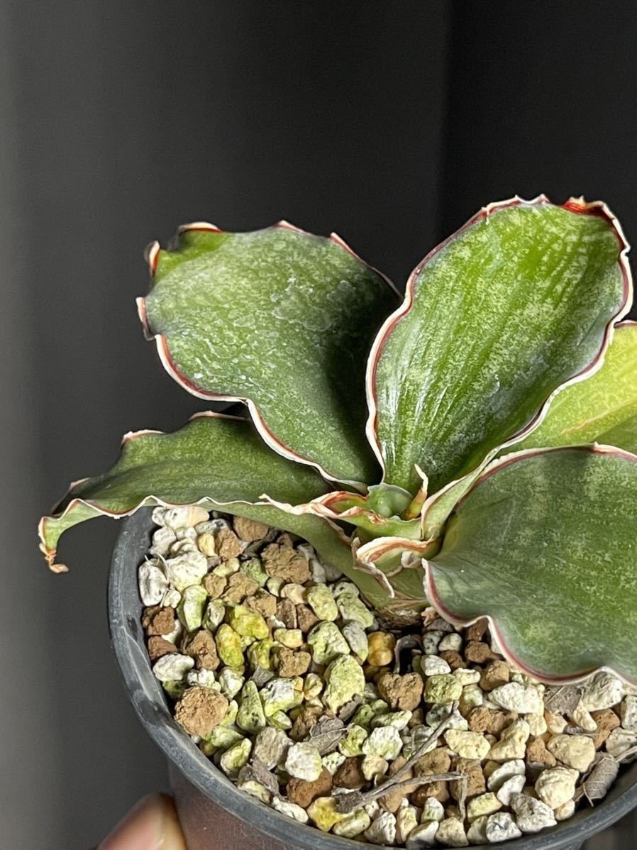 サンスベリア クレオパトラ 斑入り におわ 