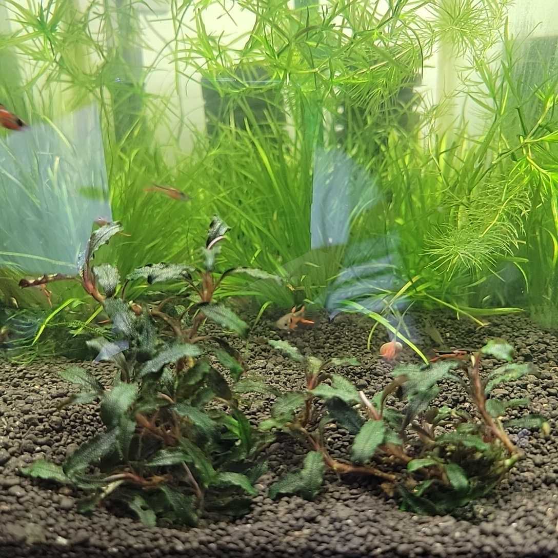 セール特別価格 水草ブセファランドラmagician マジシャン 観賞魚 水槽 淡水魚 Bucephalandra Catalasarenas Com