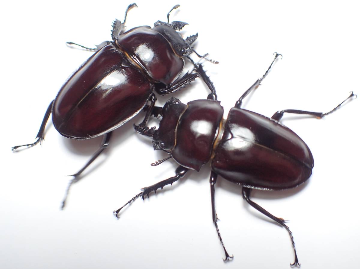 ヤエヤママルバネ57.9ミリペア（西表島） ヤエヤママルバネ57.9ミリペア（西表島） 2025年最新】ヤエヤマ