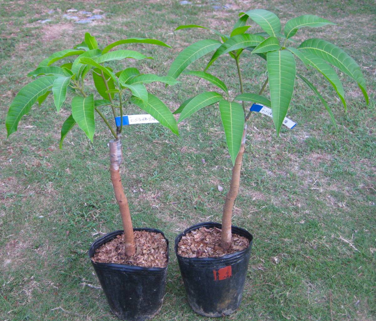 マンゴー苗木 キーツマンゴー台木3年接木1年苗