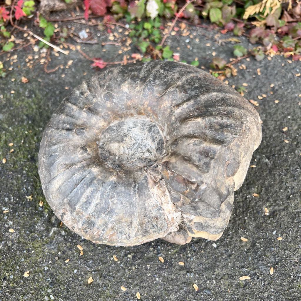 アンモナイト 化石 北海道 中川町産 ユウパキディスカス 標本 鑑賞石