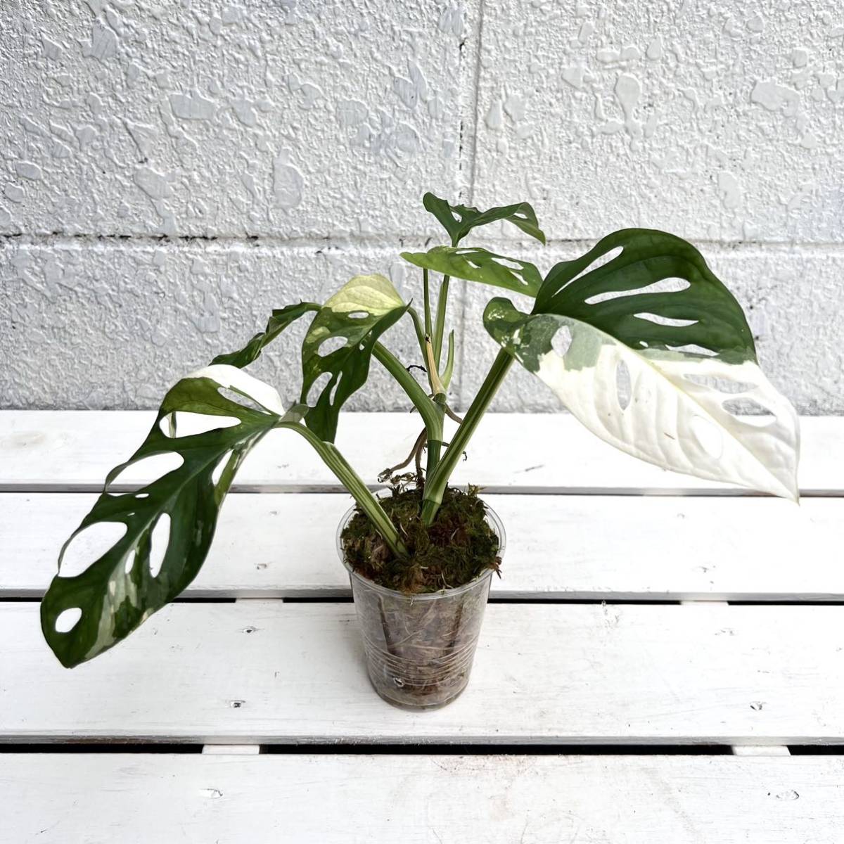 観葉植物 【モンステラ オブリクア ムユナ トワ 観葉植物 【モンステラ オブリクア ムユナ トワ