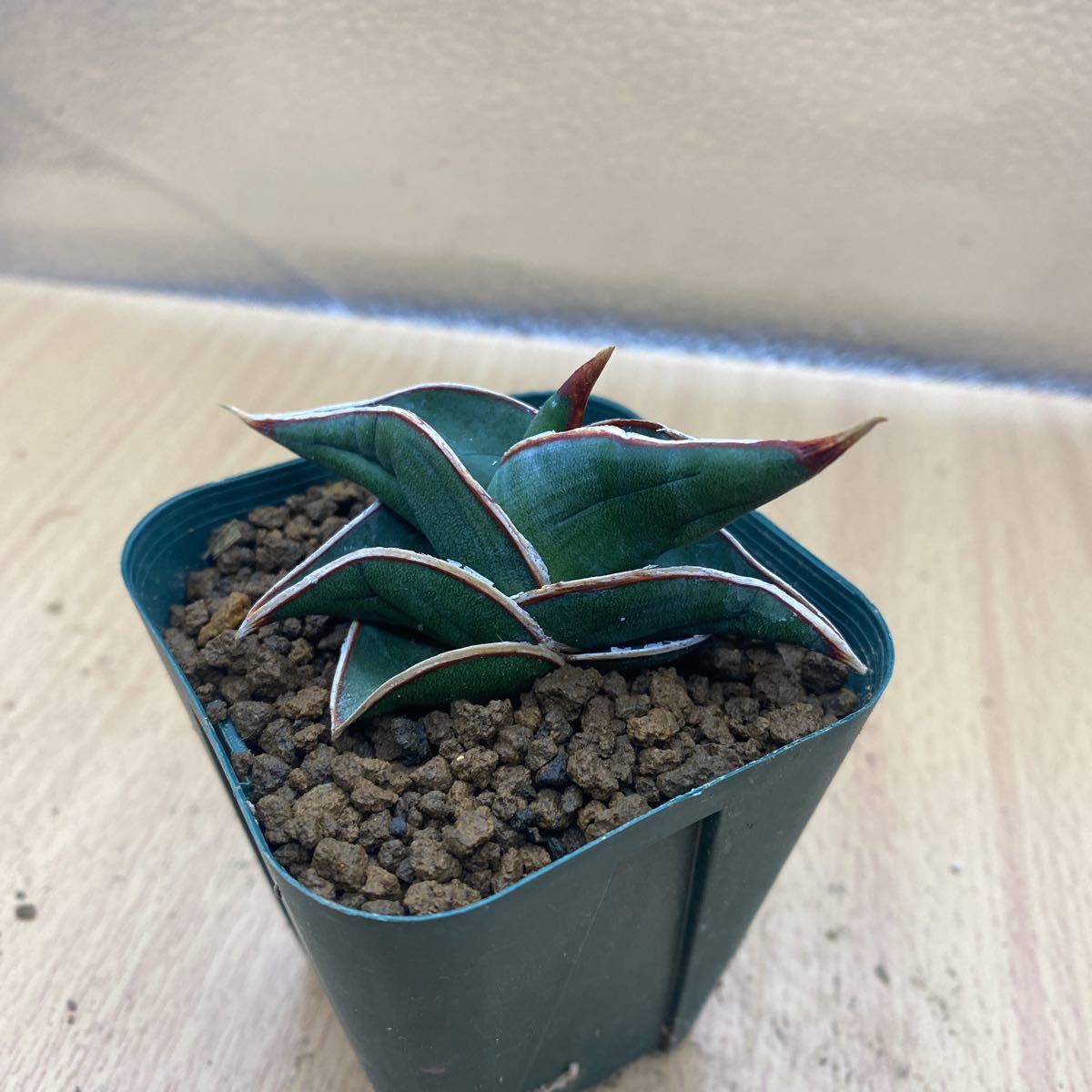サンスベリア ロリダ 斑入り S. Rorida Variegated 2