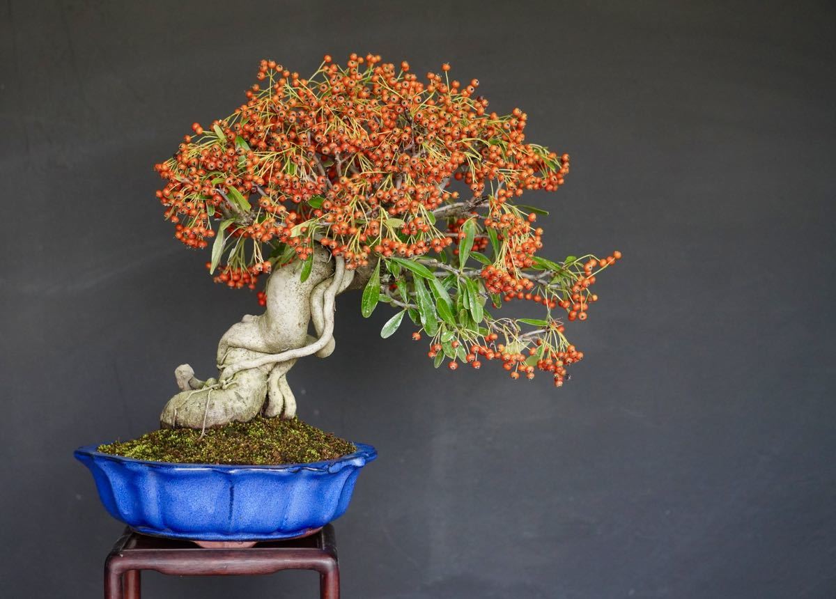 ピラカンサの盆栽 ピラカンサ（盆栽）かなり古い 小品ピラカンサの剪定