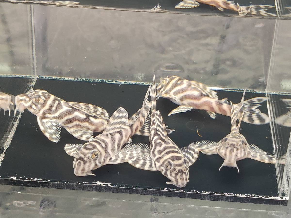 ☆Breed☆自家繁殖F2 キンペコ Hypancistrus sp. 55～60mm± 5匹セット (A-