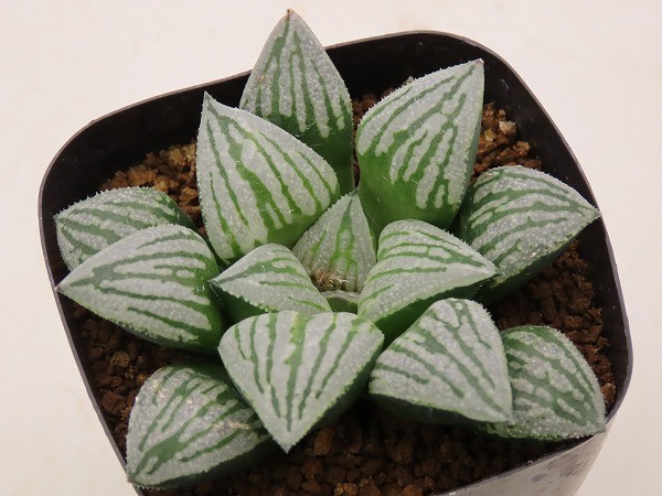 □ピクタ 前人未踏 国内TC苗 【多肉植物 Haworthia ハオルチア